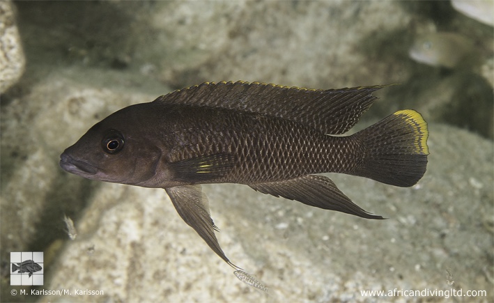 Neolamprologus cf. modestus 'Singa Island'
